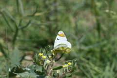 Zegris eupheme menestho