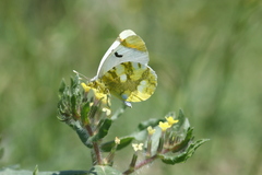 Zegris eupheme menestho