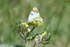 Zegris eupheme menestho