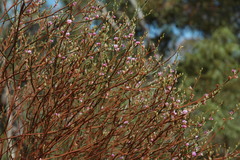 Jacksonia thesioides