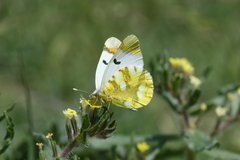 Zegris eupheme menestho