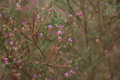 Jacksonia thesioides