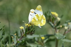 Zegris eupheme menestho
