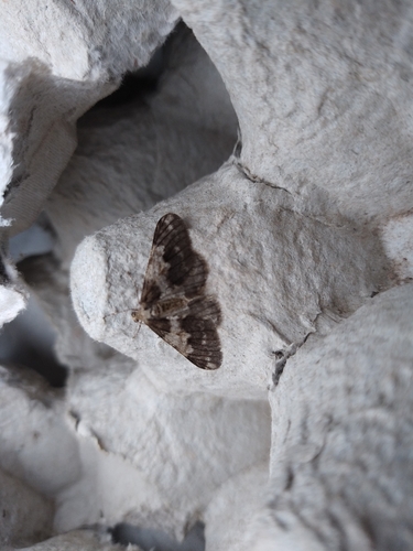 Agriopis leucophaearia