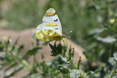 Zegris eupheme menestho
