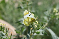 Zegris eupheme menestho
