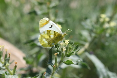 Zegris eupheme menestho