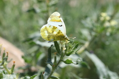Zegris eupheme menestho