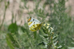 Zegris eupheme menestho