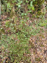 Neomyrtus pedunculata