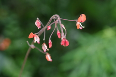 Hylodesmum repandum