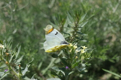 Zegris eupheme menestho