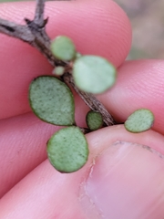 Neomyrtus pedunculata