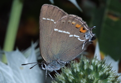 Satyrium spini