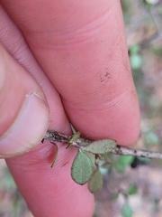 Neomyrtus pedunculata