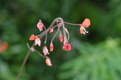 Hylodesmum repandum
