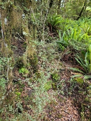 Neomyrtus pedunculata