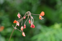 Hylodesmum repandum