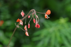 Hylodesmum repandum