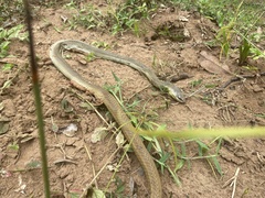 Psammophis mossambicus