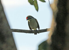 Pogoniulus pusillus