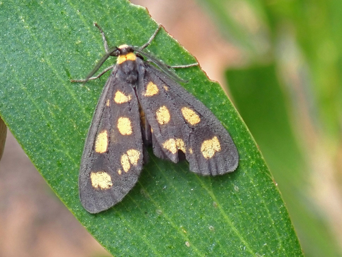 Asura cervicalis