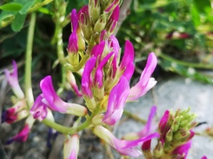 Astragalus monspessulanus