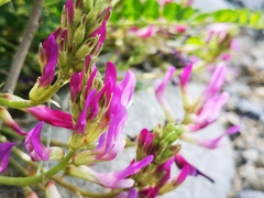 Astragalus monspessulanus