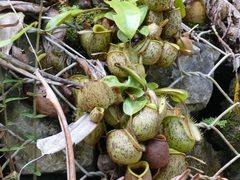 Nepenthes ampullaria