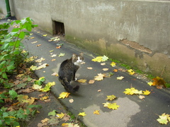 Felis catus