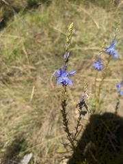 Veronica arenaria