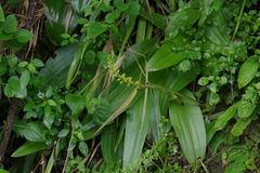 Satyrium parviflorum
