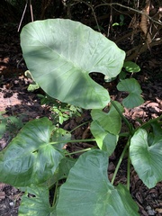 Alocasia macrorrhizos