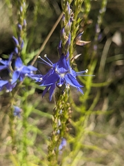 Veronica arenaria