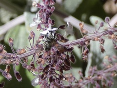 Megachile macularis