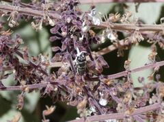 Megachile macularis