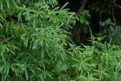 Euphorbia kraussiana