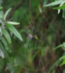 Trichonephila fenestrata