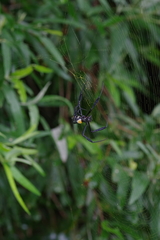 Trichonephila fenestrata