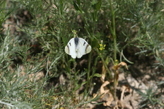Zegris eupheme menestho