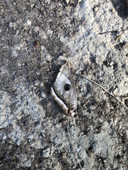 Saturnia pyretorum