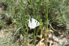 Zegris eupheme menestho