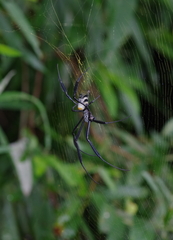 Trichonephila fenestrata
