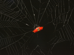 Gasteracantha quadrispinosa