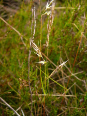 Rytidosperma setifolium