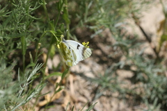 Zegris eupheme menestho