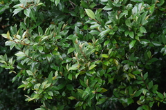 Trichocladus ellipticus