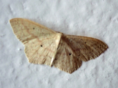 Scopula perlata