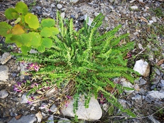 Astragalus monspessulanus