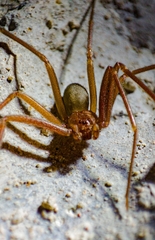 Loxosceles yucatana